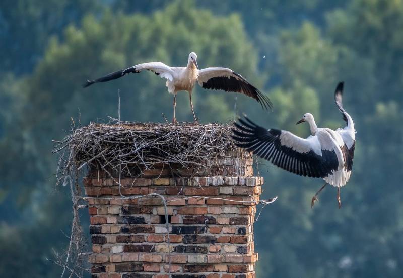 Professional Chimney Animal Removal Services in Woodlawn, Maryland