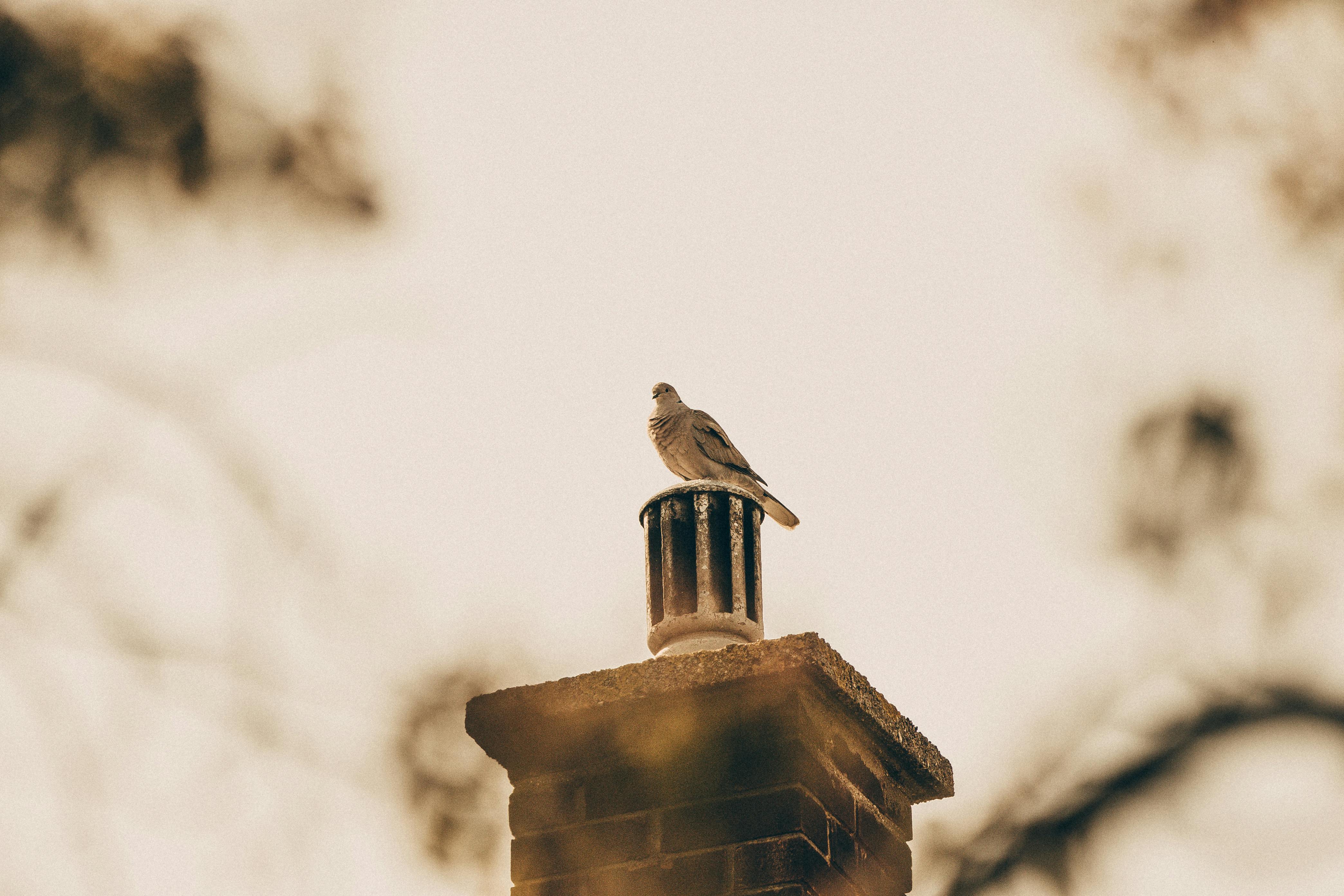 Expert Chimney Cap Installation in Woodlawn, Maryland